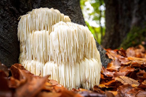 Lions Mane - Image 2